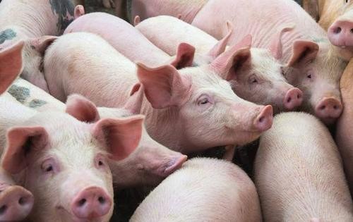 农业农村部：10月份生猪存栏3.87亿头，同比长27%